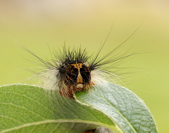 72.011 BF2034 Gypsy Moth Lymantria dispar