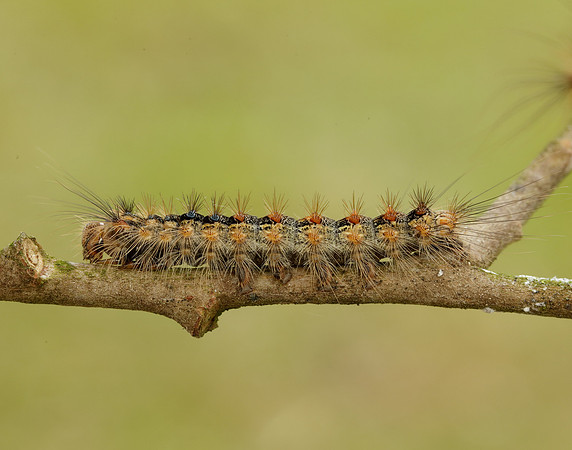 72.011 BF2034 Gypsy Moth Lymantria dispar