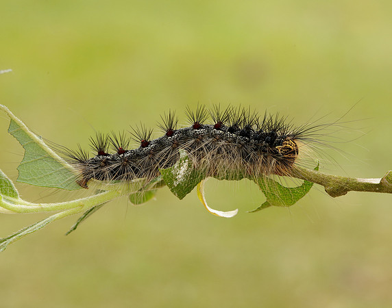 72.011 BF2034 Gypsy Moth Lymantria dispar