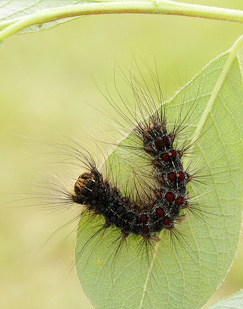 72.011 BF2034 Gypsy Moth Lymantria dispar