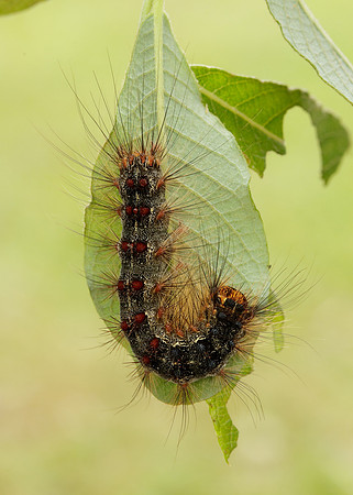 72.011 BF2034 Gypsy Moth Lymantria dispar