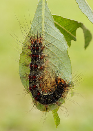 72.011 BF2034 Gypsy Moth Lymantria dispar