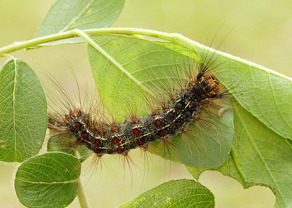 72.011 BF2034 Gypsy Moth Lymantria dispar