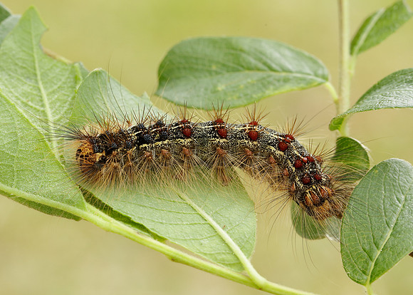 72.011 BF2034 Gypsy Moth Lymantria dispar