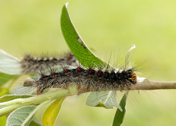 72.011 BF2034 Gypsy Moth Lymantria dispar
