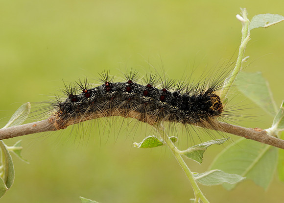 72.011 BF2034 Gypsy Moth Lymantria dispar