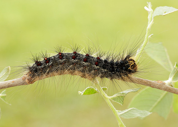 72.011 BF2034 Gypsy Moth Lymantria dispar