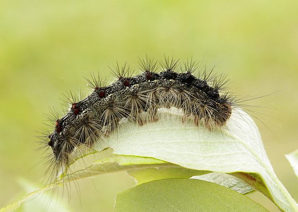 72.011 BF2034 Gypsy Moth Lymantria dispar