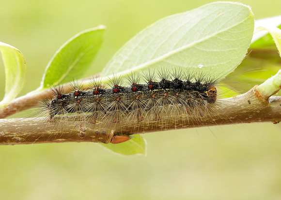 72.011 BF2034 Gypsy Moth Lymantria dispar