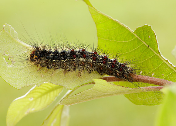 72.011 BF2034 Gypsy Moth Lymantria dispar