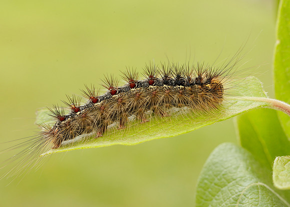 72.011 BF2034 Gypsy Moth Lymantria dispar