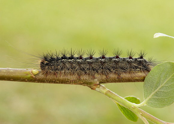72.011 BF2034 Gypsy Moth Lymantria dispar