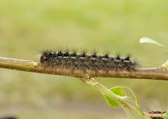 72.011 BF2034 Gypsy Moth Lymantria dispar