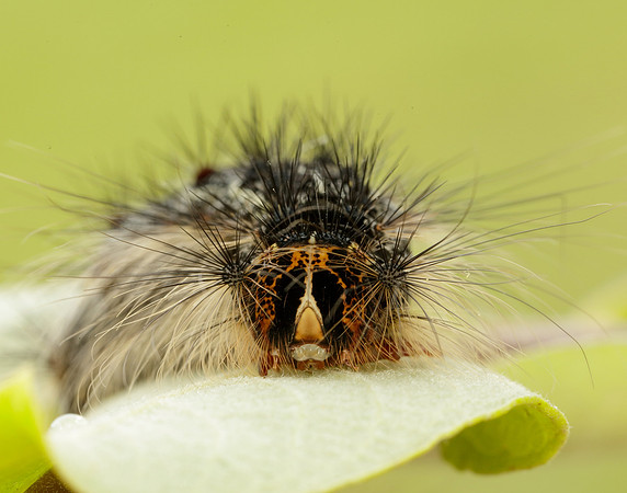 72.011 BF2034 Gypsy Moth Lymantria dispar