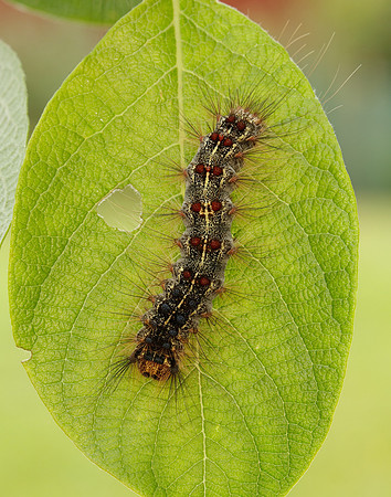 72.011 BF2034 Gypsy Moth Lymantria dispar