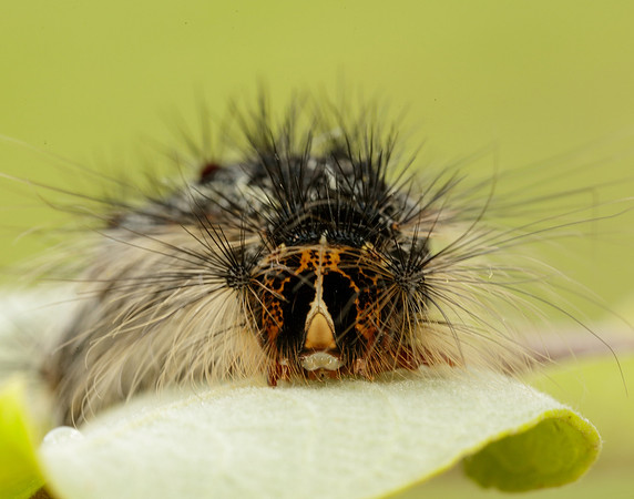 72.011 BF2034 Gypsy Moth Lymantria dispar