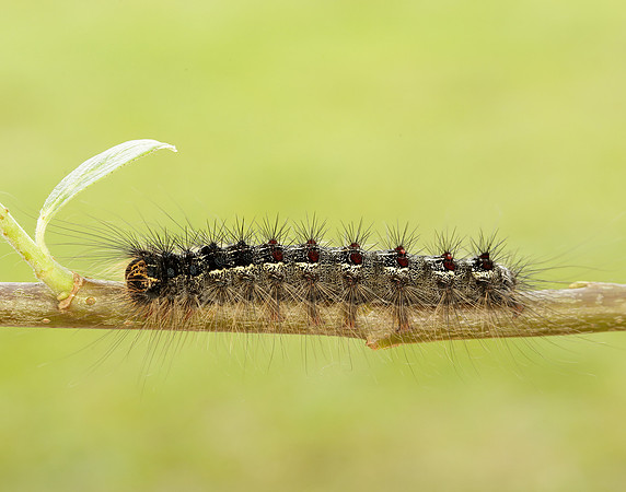 72.011 BF2034 Gypsy Moth Lymantria dispar