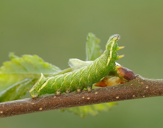 67.001 BF1644 Kentish Glory Endromis versicolora