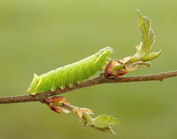 67.001 BF1644 Kentish Glory Endromis versicolora