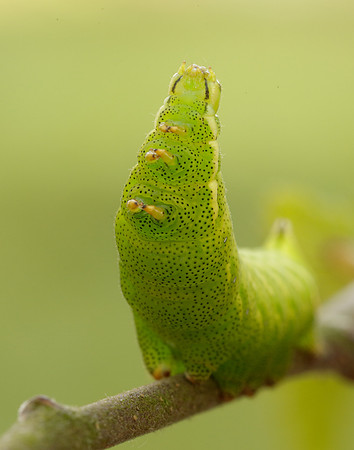 67.001 BF1644 Kentish Glory Endromis versicolora