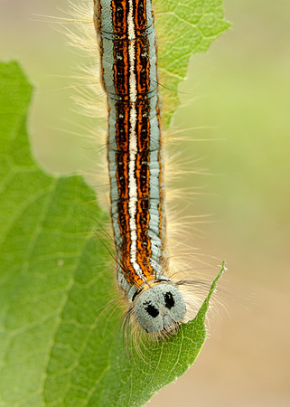 66.003 BF1634 Lackey Malacosoma neustria