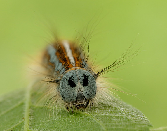 66.003 BF1634 Lackey Malacosoma neustria