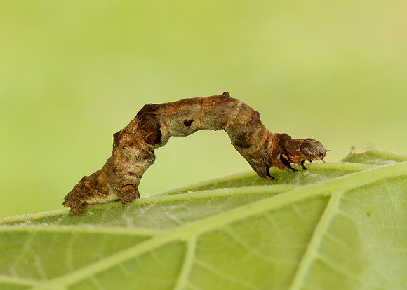70.239 BF1919 Purple Thorn Selenia tetralunaria