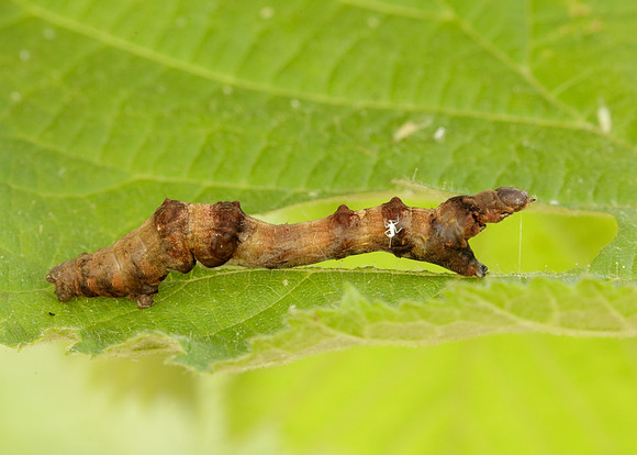 70.239 BF1919 Purple Thorn Selenia tetralunaria