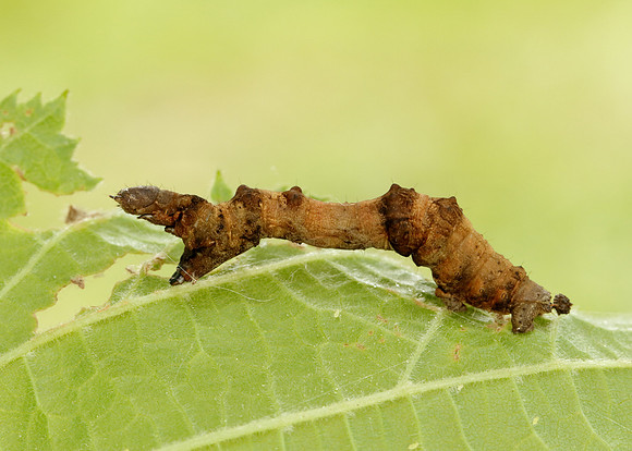 70.239 BF1919 Purple Thorn Selenia tetralunaria