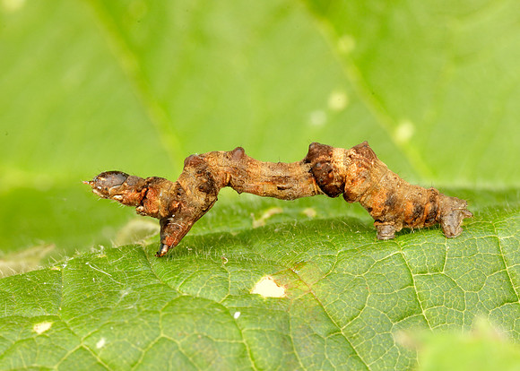 70.239 BF1919 Purple Thorn Selenia tetralunaria