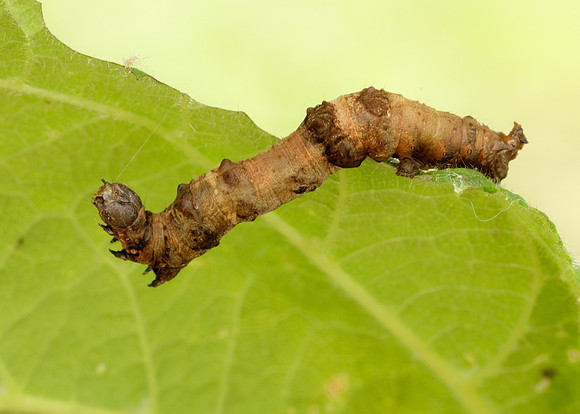 70.239 BF1919 Purple Thorn Selenia tetralunaria