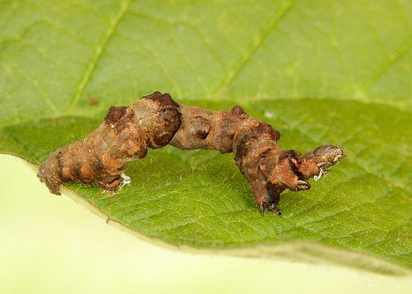 70.239 BF1919 Purple Thorn Selenia tetralunaria