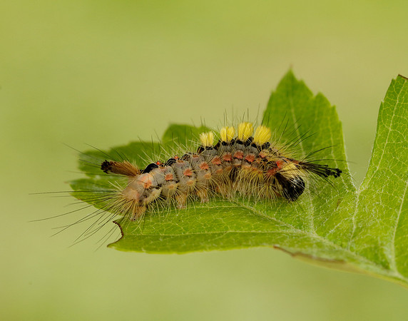 72.017 BF2026 Vapourer Orgyia antiqua