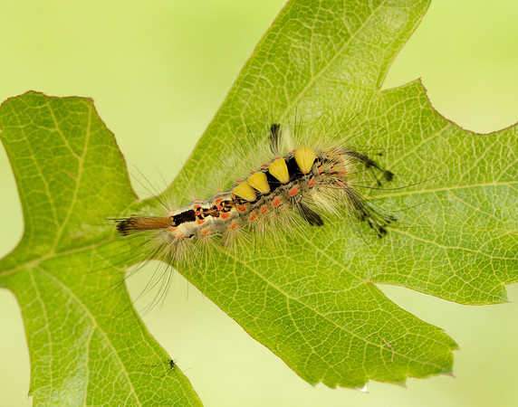 72.017 BF2026 Vapourer Orgyia antiqua