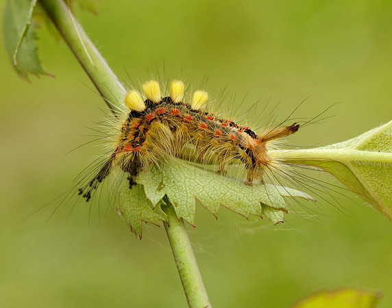 72.017 BF2026 Vapourer Orgyia antiqua