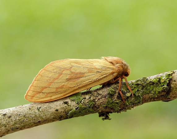 3.005 BF14 Ghost Moth Hepialus humuli