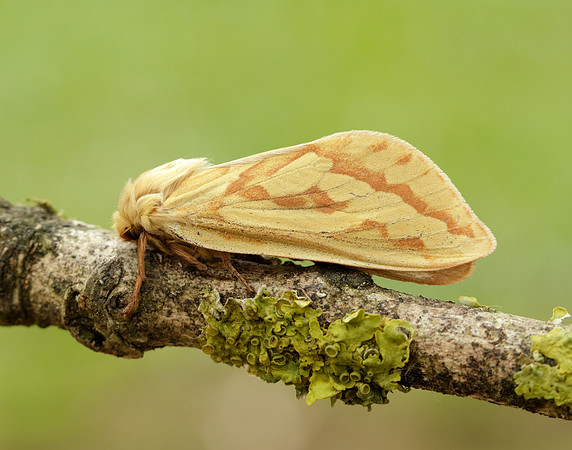3.005 BF14 Ghost Moth Hepialus humuli