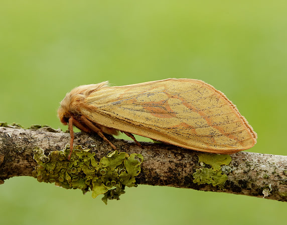 3.005 BF14 Ghost Moth Hepialus humuli