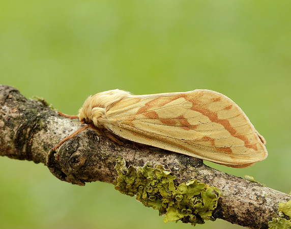3.005 BF14 Ghost Moth Hepialus humuli