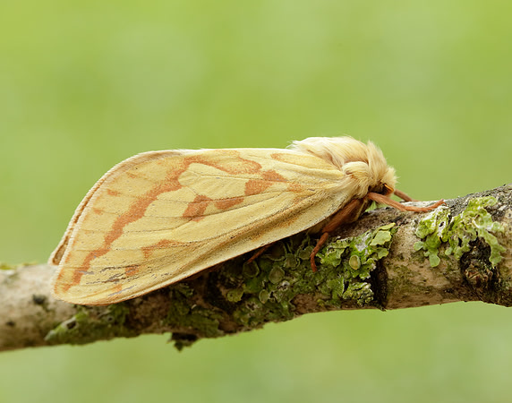 3.005 BF14 Ghost Moth Hepialus humuli