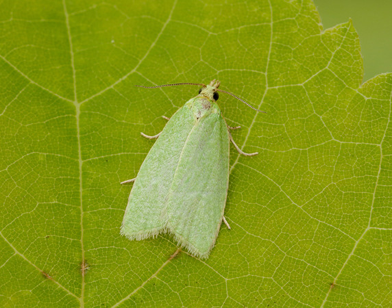 49.059 BF1033 Green Oak Tortrix Tortrix viridana