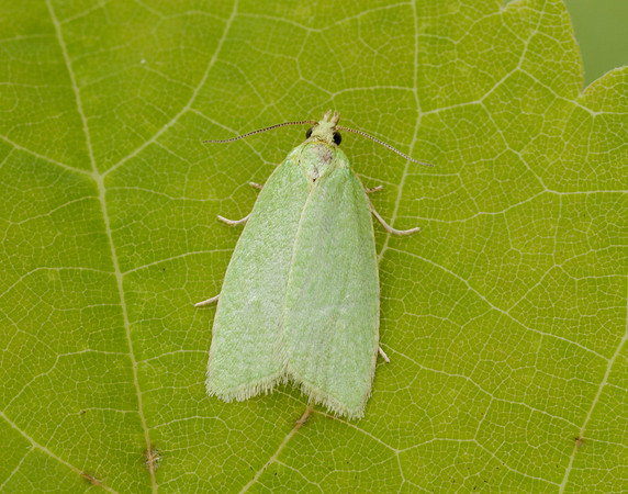 49.059 BF1033 Green Oak Tortrix Tortrix viridana