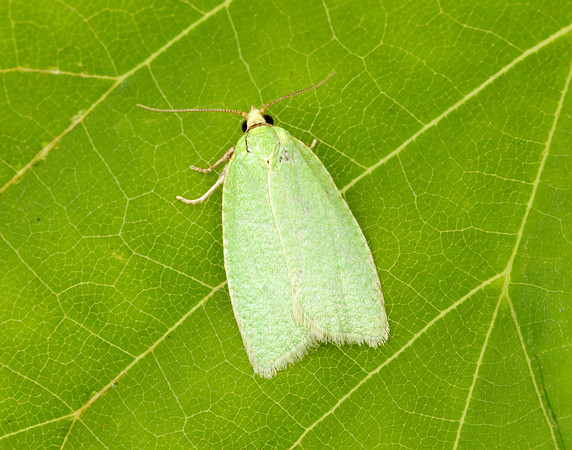 49.059 BF1033 Green Oak Tortrix Tortrix viridana
