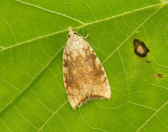 49.060 BF1032 Aleimma loeflingiana