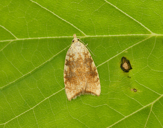 49.060 BF1032 Aleimma loeflingiana