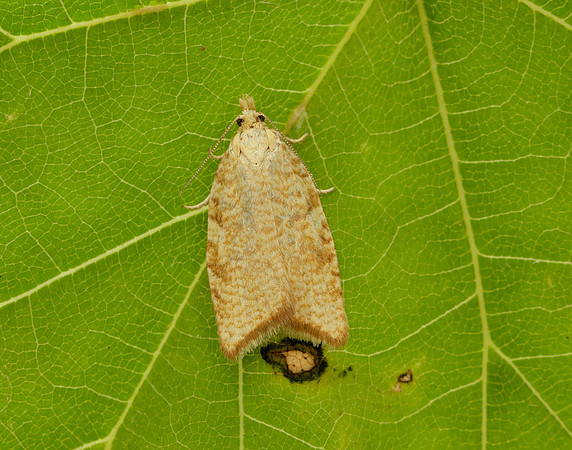 49.060 BF1032 Aleimma loeflingiana