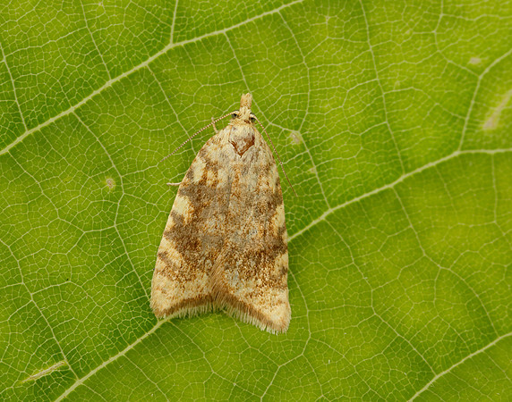 49.060 BF1032 Aleimma loeflingiana