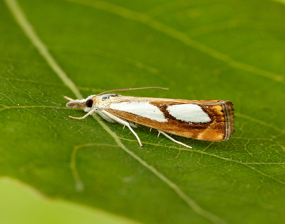 63.099 BF1313 Catoptria pinella