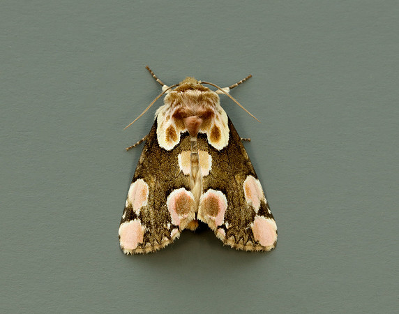 65.008 BF1652 Peach Blossom Thyatira batis