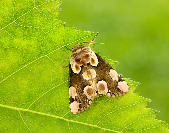 65.008 BF1652 Peach Blossom Thyatira batis